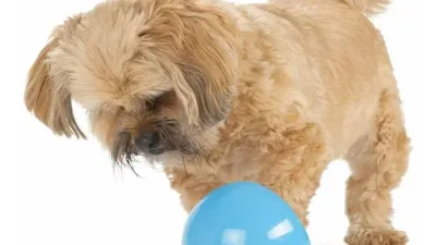 Planeet Hond Orbee Tuff Snoop