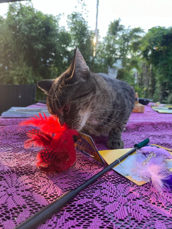 Petsport Feathered Kitty Wobbler Rood