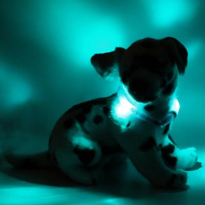 Lichtgevende halsband voor kleinere honden met energie zuinige led verlichting en bewegingsensor - Leuchtie