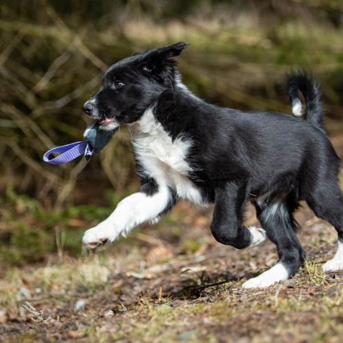 Sports K9 - IttyBitty Square (paars)