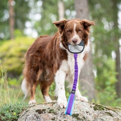 Sports K9 - BungeeSweetie Ball (paars)