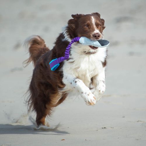 Sports K9 -  TeenyTiny Ball with Bungee