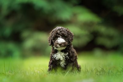 Puppy&#39;s