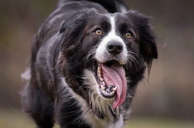 Stress bij honden