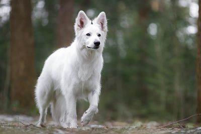 Stresssignalen bij honden