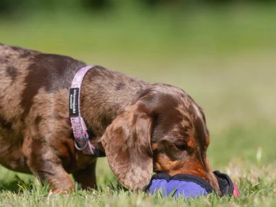 Snuffelfun: geurspelletjes met je hond