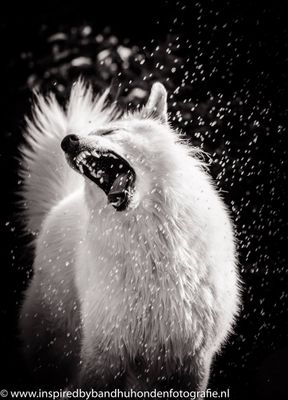 Zwitserse witte herder