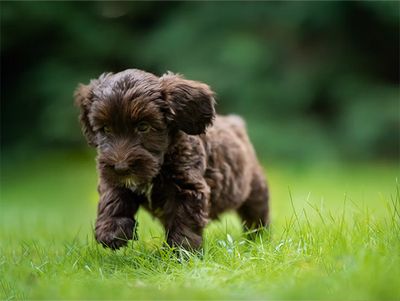 Puppy