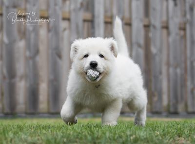 Socialisatie, bijten en sociaal gedrag bij pups/honden