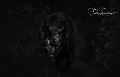 Waarom zijn veel honden bang(er) in het donker?