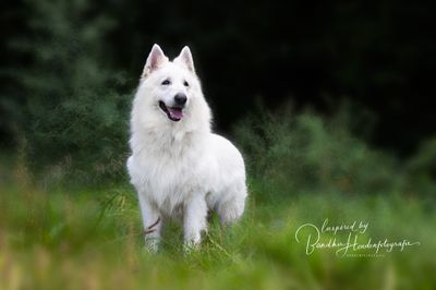 Hoe belangrijk zijn de genetische werkeigenschappen van je Zwitserse witte herder?