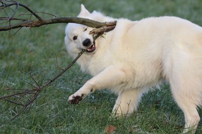 Spelen met stokken en kauwen op hout