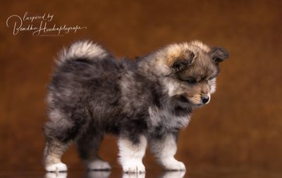 Puppybijten: hoe kun je het bijten van je puppy&#39;s stoppen