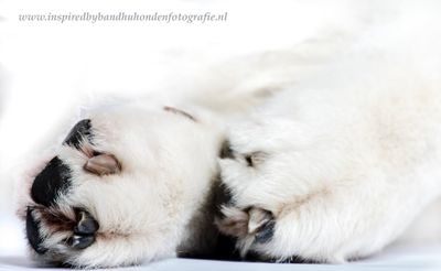 Hoe herken je stress bij je hond? Zo hou je de waarschuwingstekens in de gaten