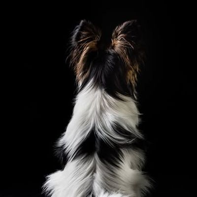 Jaloezie bij honden?