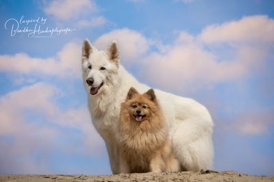 Kennismaking bij honden