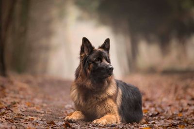 ​Reactiviteit en agressie bij je “puber"hond