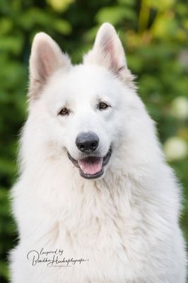 Observeer door de neus van je hond (en leer zijn gedrag beter begrijpen)