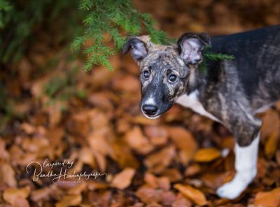 Help!! Mijn hond is onrustig, ongedurig of nerveus..