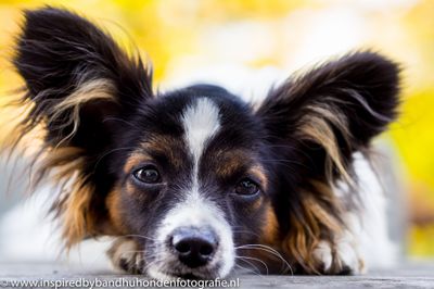 Wat is de beste trainingsmethode als je hond reactief is?