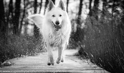 ​Geef je hond vaker een complimentje!