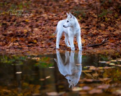 Aangeboren gedrag van de witte herder