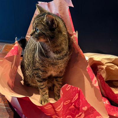 Maak de komst van de postbode/pakketbezorger leuk voor je hond (en kat)!