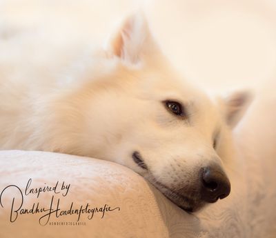 Massage en band opbouwen met je hond