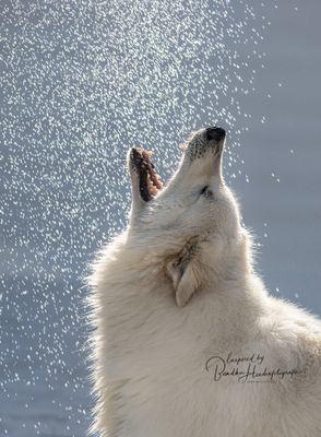 Help: mijn hond blaft!