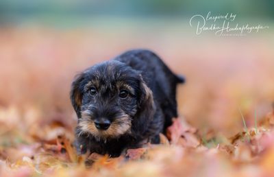 Waarom kunnen honden ineens agressief worden naar kleinere honden?