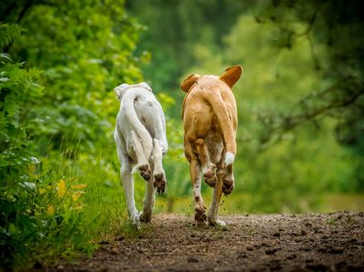 Het omslagpunt tijdens de kennismaking bij honden.