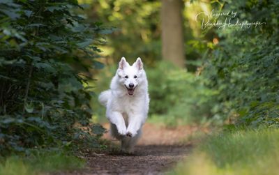 Creëer zo vaak mogelijk geluksmomentjes met je hond!