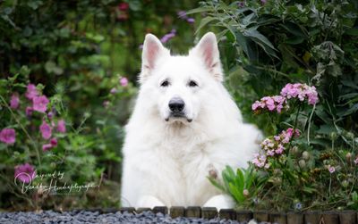 Hooikoorts bij honden