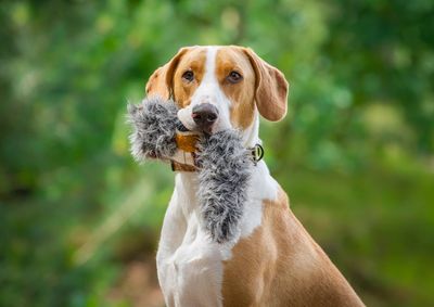 Interactieve spelletjes met je hond