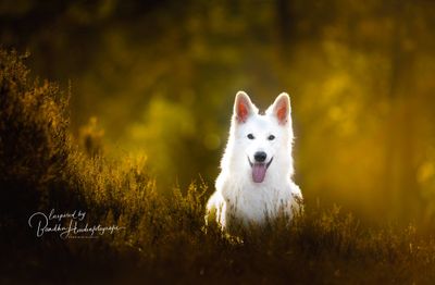 Maak jij al ontspannende snuffelwandelingen met je hond?