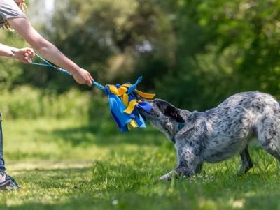 Interactieve en motiverende speeltjes voor je hond