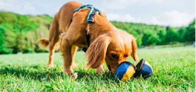 5 leuke manieren om de Clam te gebruiken