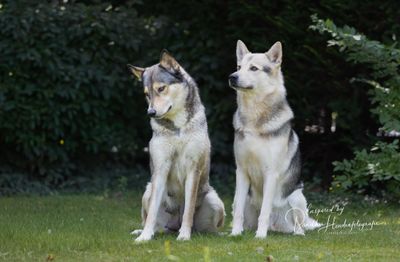 Geef jij je hond wat hij of zij echt nodig heeft?