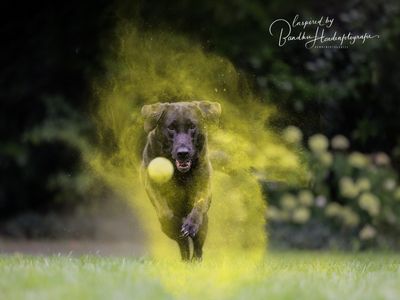 Zijn tennisballen slecht voor je hond?