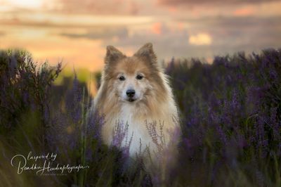 Ga op ontdekkingsreis met je hond