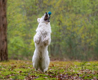 Zeven keer verrassend "normaal" gedrag dat honden vertonen tijdens het spelen
