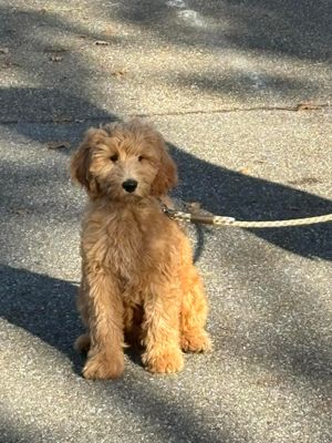 Weer ontspannen wandelen met je hond!