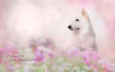 Goede voornemens voor jou en je hond of kat!