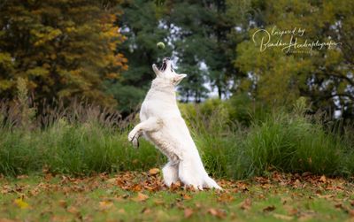 Test: welk speeltype is jouw hond?