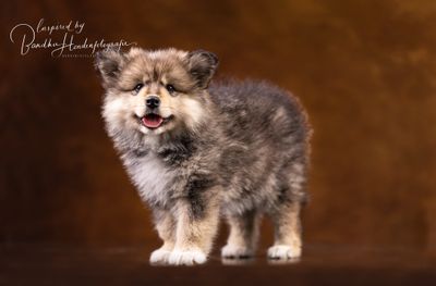 De verschillen in gevoelige perioden bij puppy's