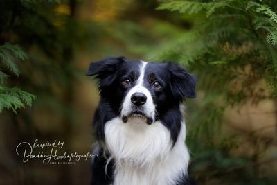 De invloed en relatie tussen de darmen en stress, angst en agressie bij je hond