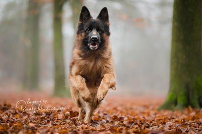 Waarom is je hond zo snel opgewonden of onrustig als jullie gaan wandelen?
