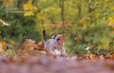 Is jouw hond snel (overmatig) opgewonden, gestresst of overprikkeld?