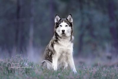 Positief of ook gebruik van aversieve middelen?