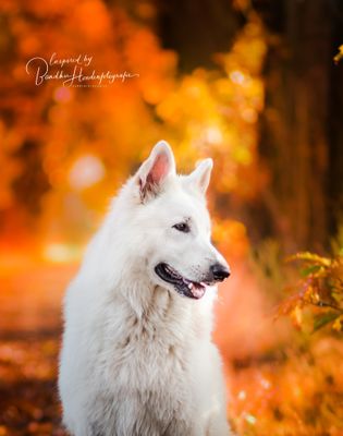 Hondengedragsbegeleiding en energetische ondersteuning